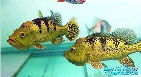 帝王三間魚繁殖成功率提升，