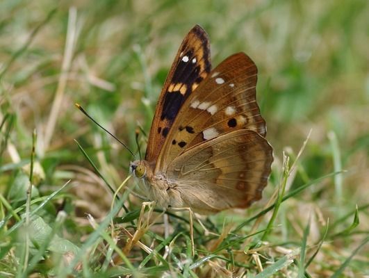 帝王三間魚繁殖成功率提升，