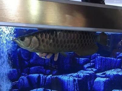金龍魚趴缸底是什么原因：金龍魚趴缸底可能由多種原因引起