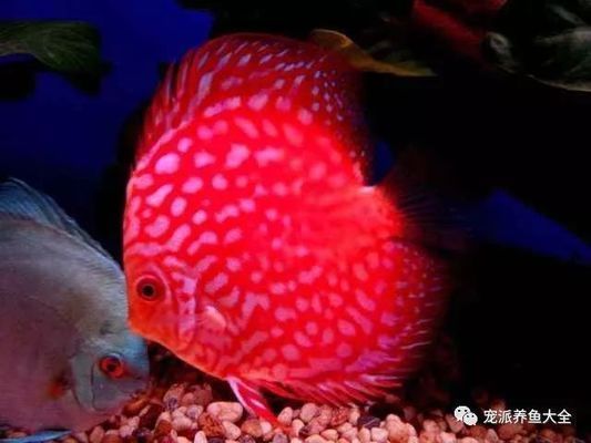 魚缸多少錢一個月用電量（如何計算魚缸設備能耗魚缸用電量節省技巧）
