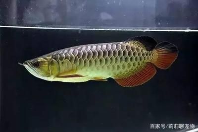 養(yǎng)龍魚的注意事項大全：養(yǎng)龍魚需要注意以下幾個方面
