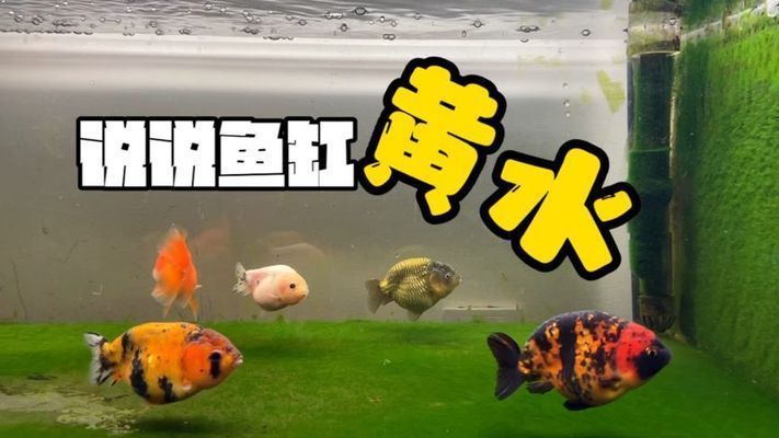 龍魚缸黃水養可以嗎：龍魚缸水質管理技巧,如何預防魚缸水體發黃