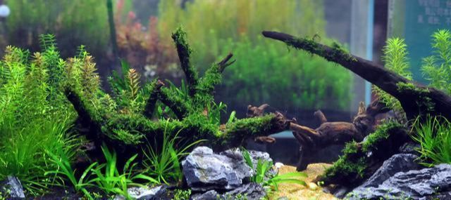 龍魚缸黃水養可以嗎：龍魚缸水質管理技巧,如何預防魚缸水體發黃