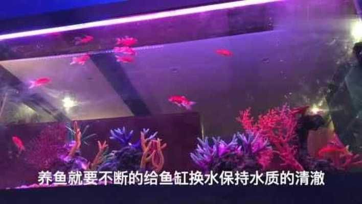 魚缸不用換水的設備叫什么，免換水魚缸的過濾系統