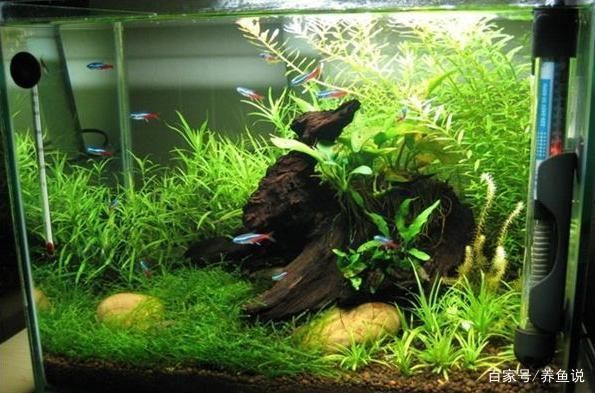 魚缸不用換水的設備叫什么，免換水魚缸的過濾系統