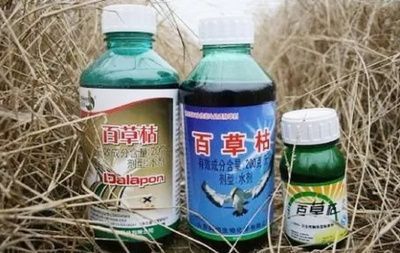 金龍魚增色藥有哪些：尋找適合金龍魚的增色藥物時