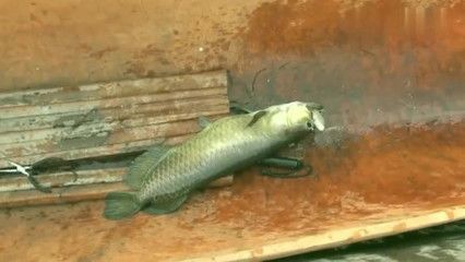 龍魚發色階段詳解大全視頻教程圖片：龍魚發色過程詳解