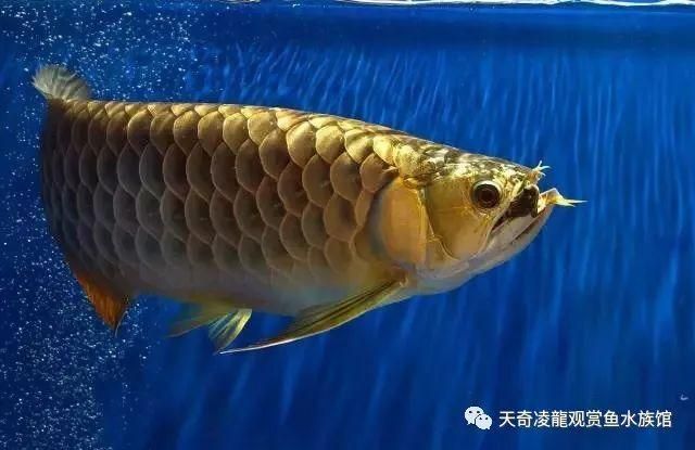 龍魚發色階段詳解大全視頻教程圖片：龍魚發色過程詳解