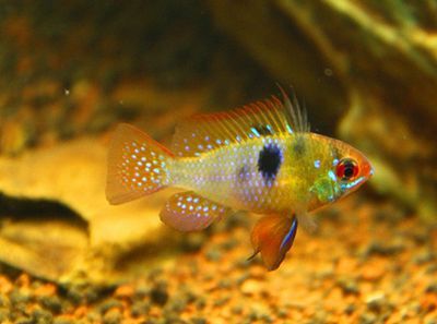 龍魚麻醉后多久才能喂食：龍魚麻醉過后多久恢復身體正常