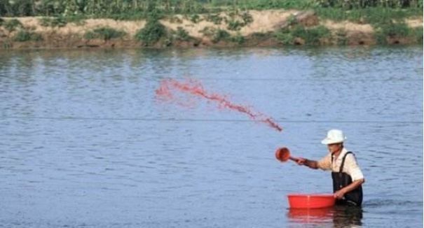 龍魚麻醉后多久才能喂食：龍魚麻醉過后多久恢復身體正常