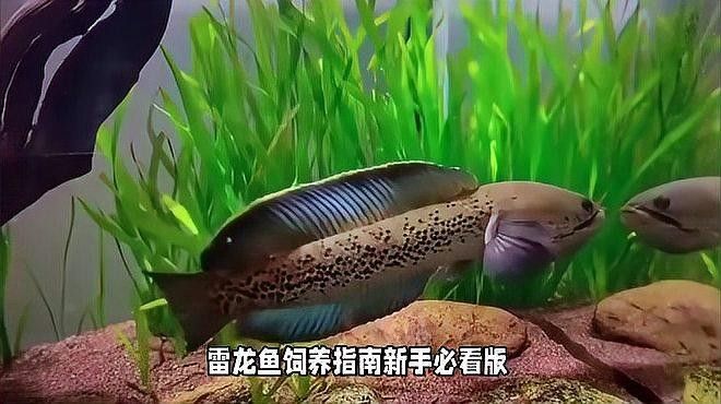 雷龍魚群養(yǎng)還是單養(yǎng)好