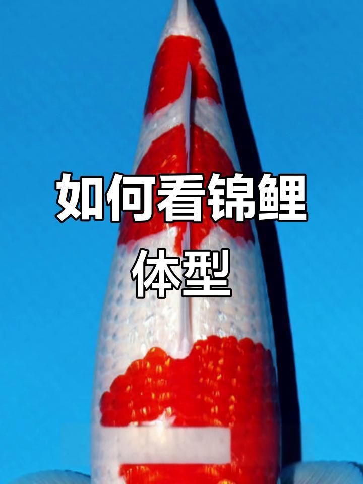 如何挑選高質量的錦鯉魚？