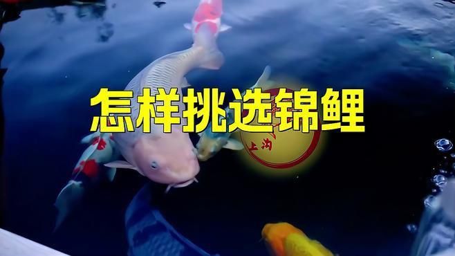 如何挑選高質量的錦鯉魚？
