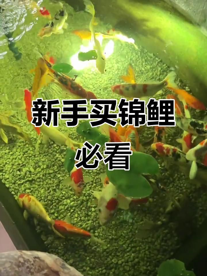 如何挑選高質量的錦鯉魚？