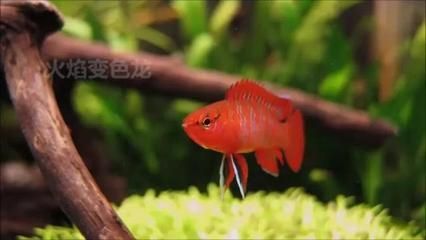 龍魚吃啥能變色啊視頻：蝦紅素對龍魚的作用
