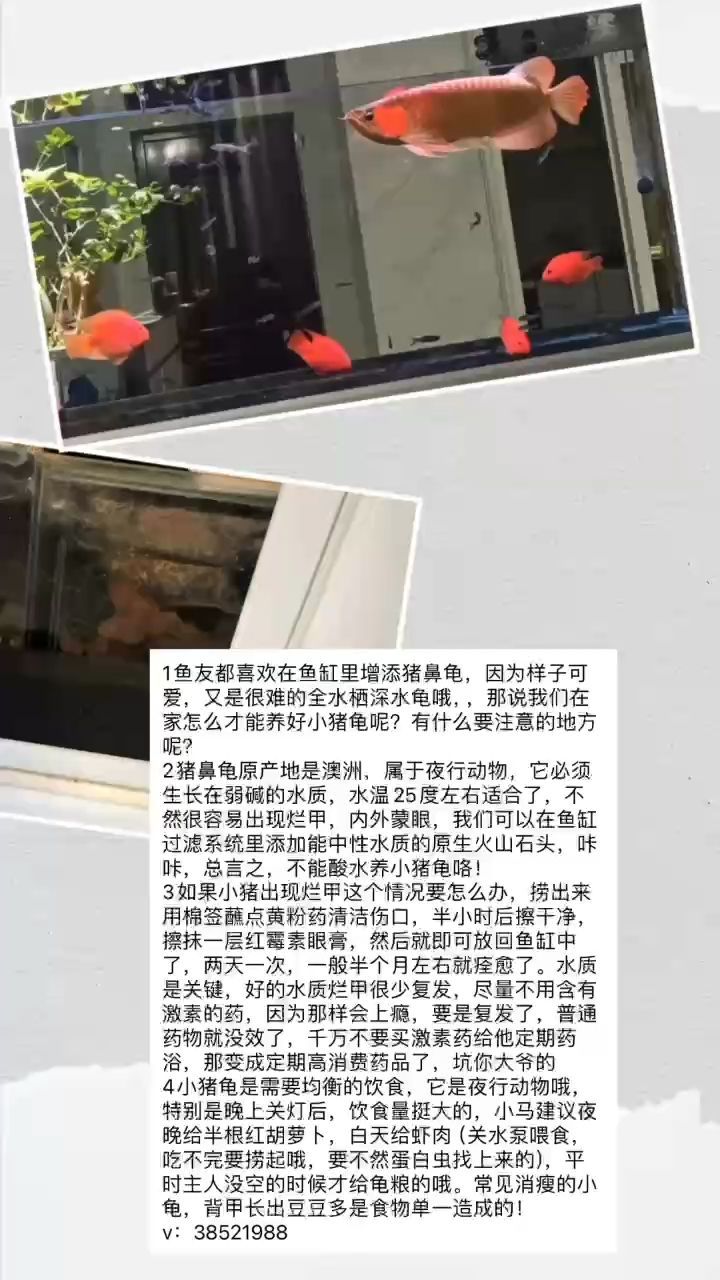 紅龍魚樣子文字描述圖：紅龍魚的外觀特征