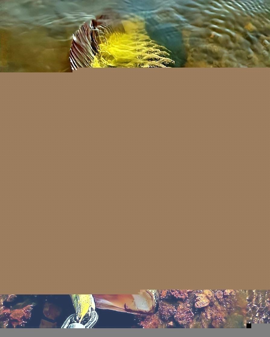 如何判斷金龍魚是否褪色？