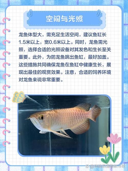 龍魚可以長期吃面包蟲嗎圖片