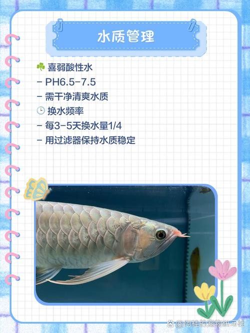 龍魚可以長期吃面包蟲嗎圖片