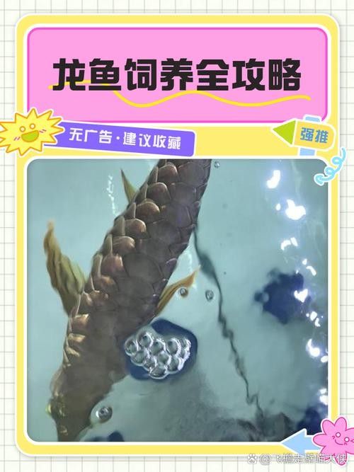 龍魚可以長期吃面包蟲嗎圖片