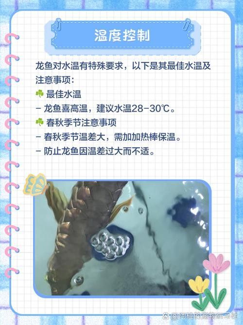 龍魚可以長期吃面包蟲嗎圖片
