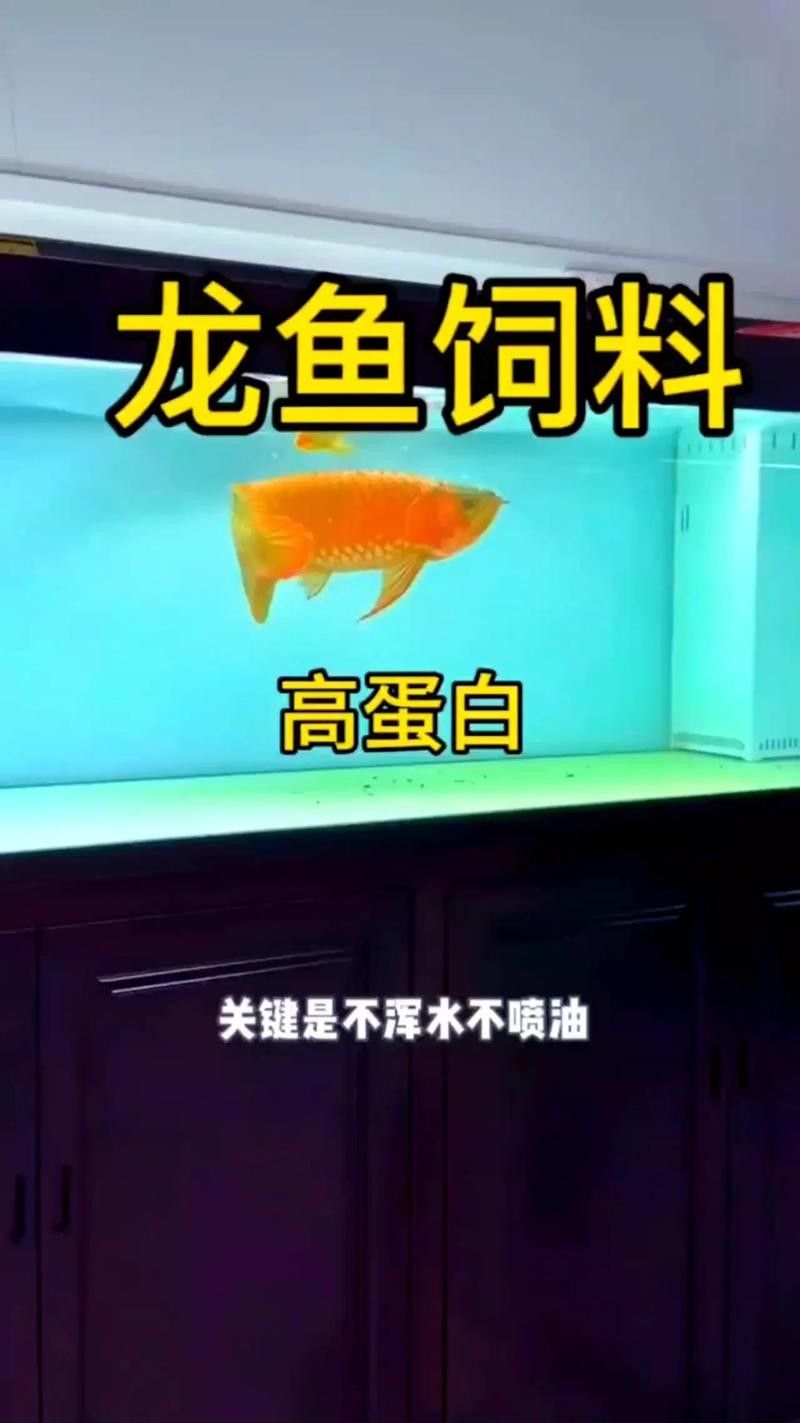 龍魚可以長期吃面包蟲嗎圖片