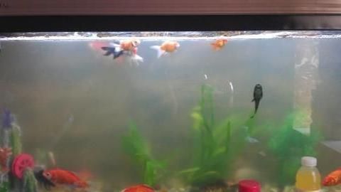 魚缸水渾濁后慢慢變清（如何使用絮凝劑凈化魚缸水生物濾材的選擇和維護(hù)技巧）