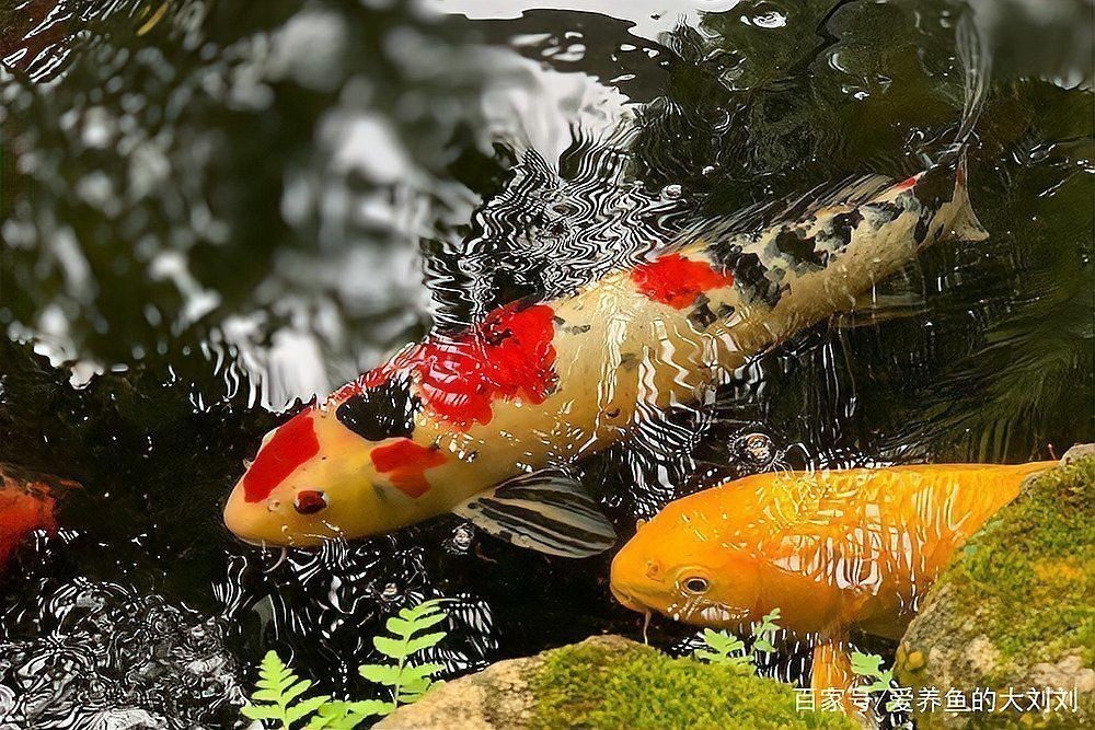如何給龍魚提供均衡飲食？