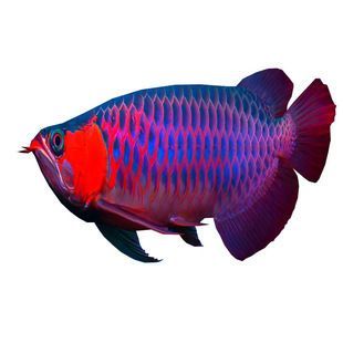 赤血紅龍魚售價多少：赤血紅龍魚售價受多種因素影響赤血紅龍魚售價多少