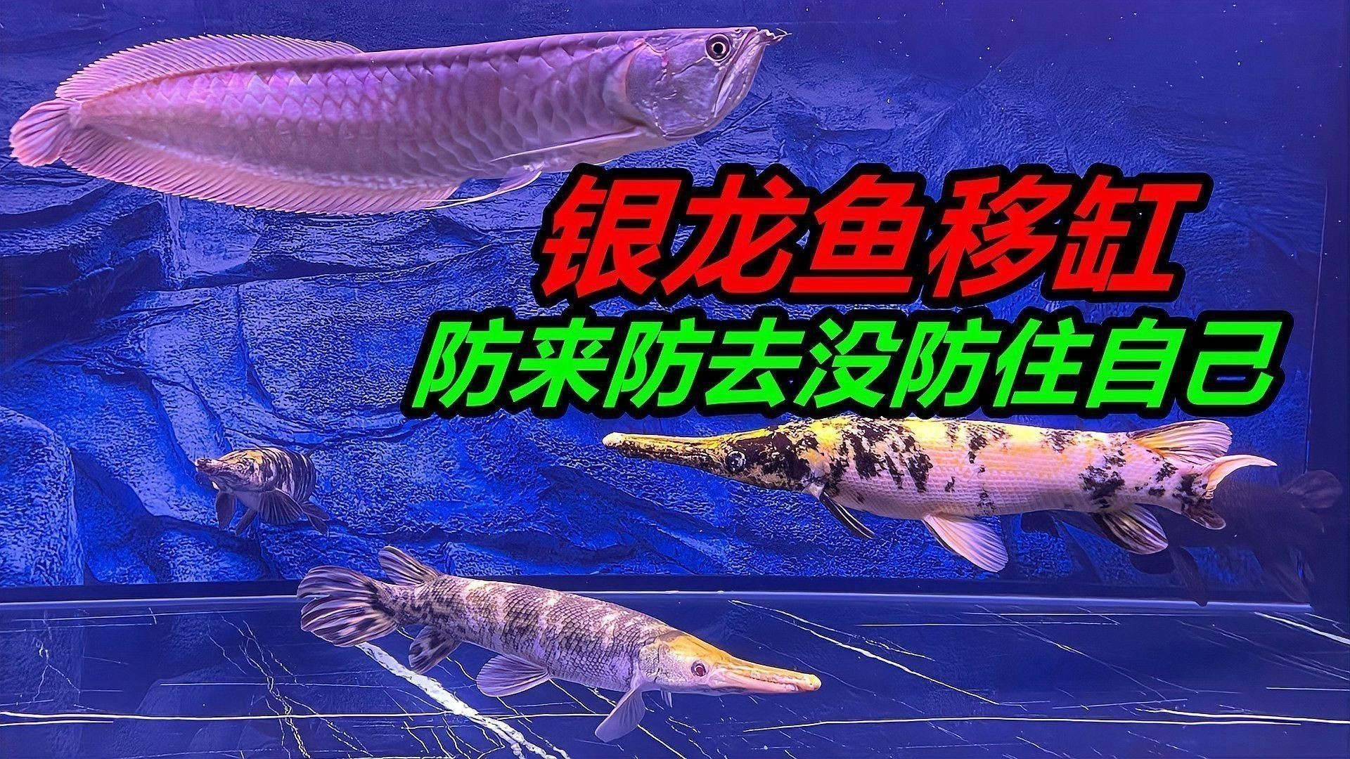 星點龍魚和銀龍魚哪個更適合新手