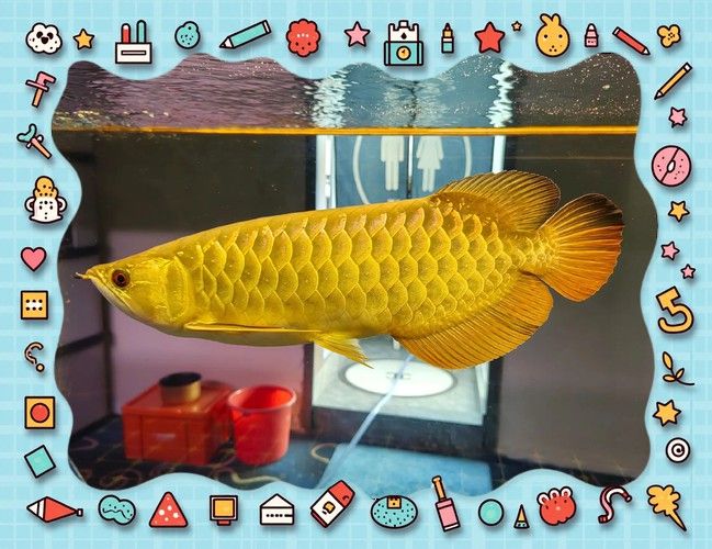 金龍魚高背和過背有什么區別呢圖片