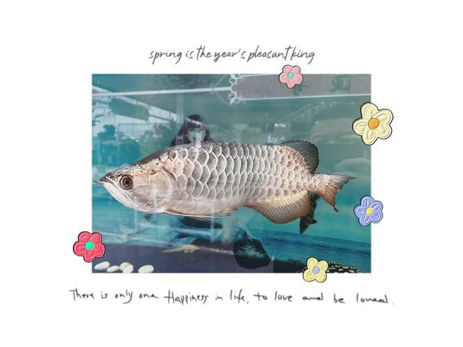 金龍魚高背和過背有什么區別呢圖片