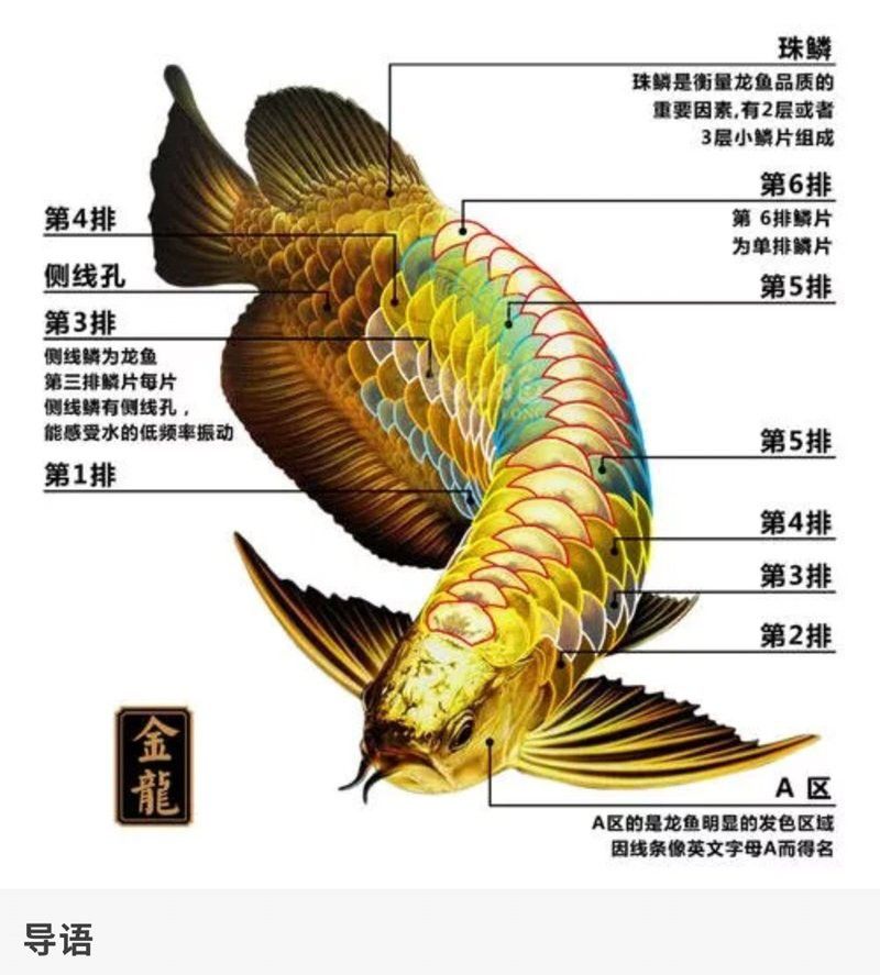 金龍魚高背和過背有什么區別呢圖片