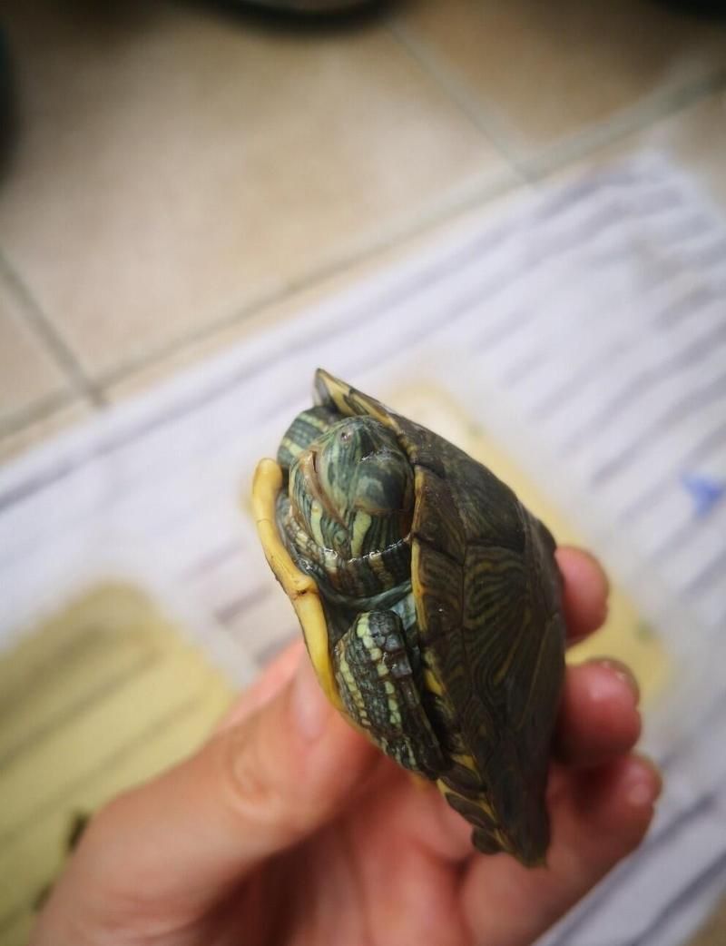金粉巴西龜視力正常嗎