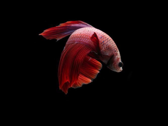 哪種背景最適合拍攝紅龍魚？