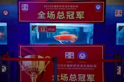 龍魚總冠軍：2023長城杯世界龍魚錦標賽總冠軍詳細信息：紅龍魚市場價格