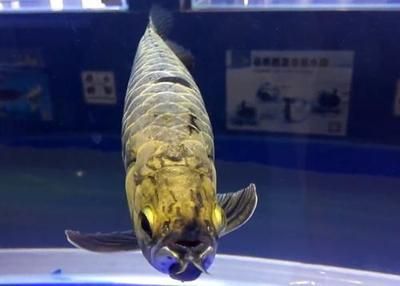 龍魚總冠軍：2023長城杯世界龍魚錦標賽總冠軍詳細信息：紅龍魚市場價格