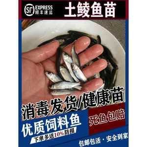 20cm的銀龍魚吃小魚可以嗎（20厘米左右的銀龍魚可以吃小魚嗎）