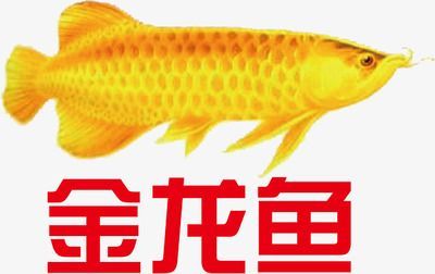 金龍魚圖標是什么魚（金龍魚圖標大全）