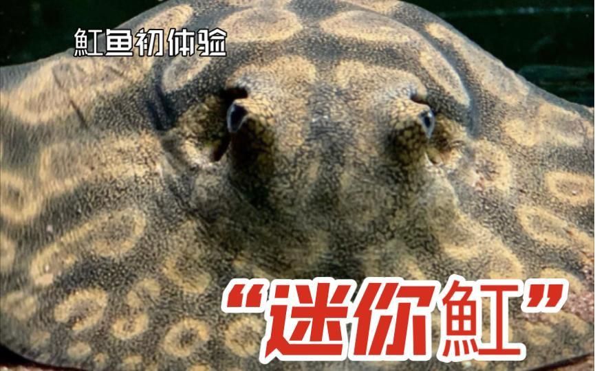 買魟魚怎么選