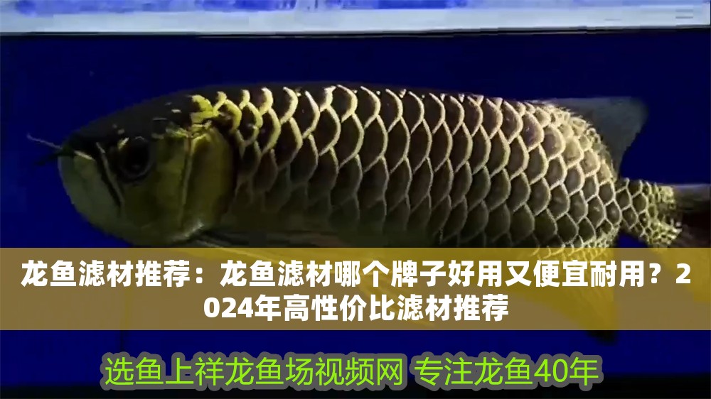 龍魚濾材推薦：龍魚濾材哪個牌子好用又便宜耐用？2024年高性價比濾材推薦
