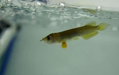 金龍魚(yú)膠的作用和功效禁忌：金龍魚(yú)膠是什么