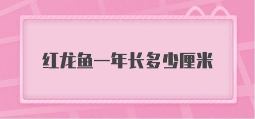 紅龍魚一年能長多少公分（如何提高紅龍魚生長速度，紅龍魚飼料選擇指南）