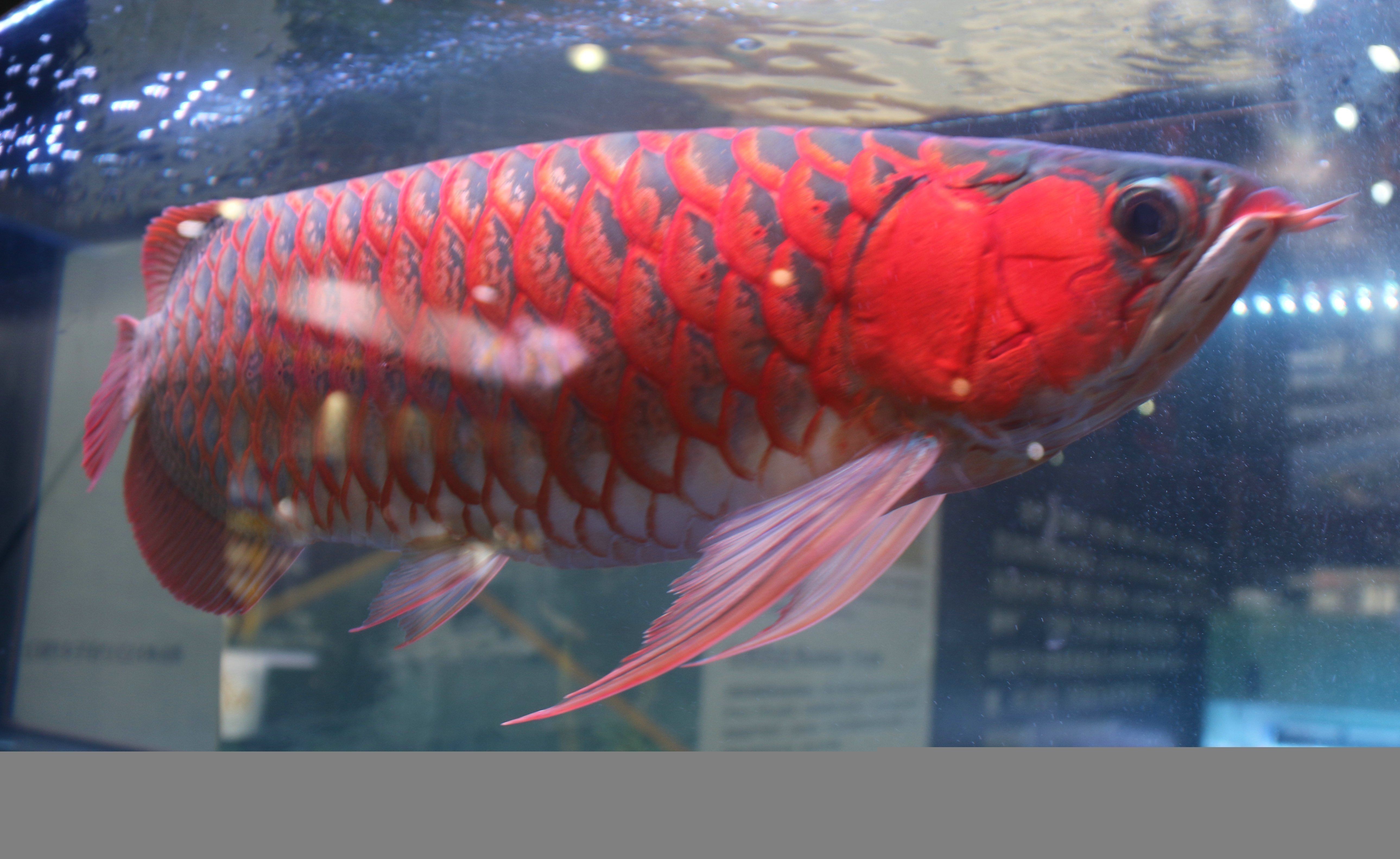 紅龍魚可以養兩條嗎（關于紅龍魚的飼養數量）