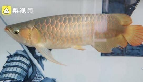 龍魚怎么比賽：龍魚比賽獲獎技巧分享龍魚比賽獲獎技巧分享