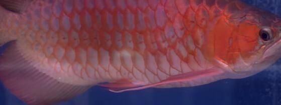 龍魚怎么比賽：龍魚比賽獲獎技巧分享龍魚比賽獲獎技巧分享