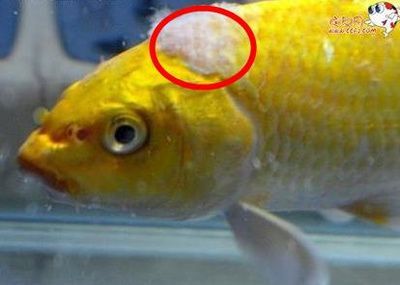 龍魚身上長白毛能為食嗎，：龍魚身上長白毛是否能為食