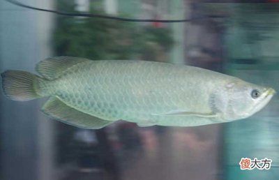 銀龍魚換水操作注意事項：銀龍魚換水操作時需要注意以下事項