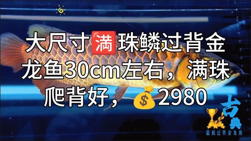 過背金龍魚多久能過背水