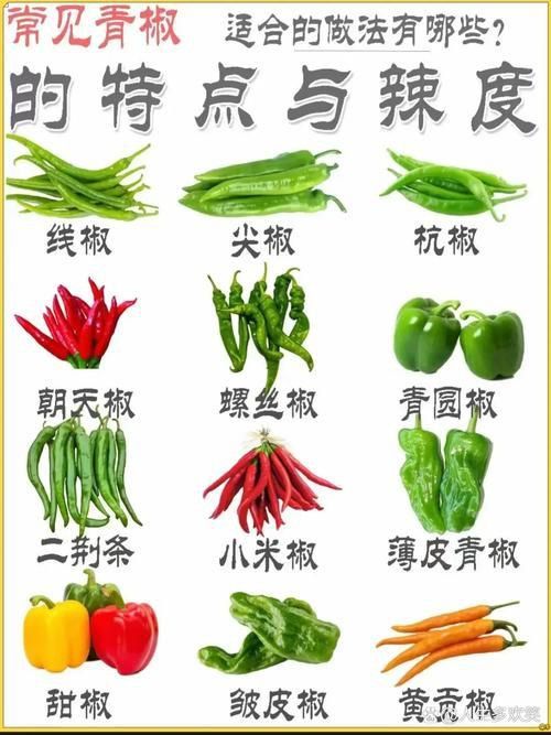 辣椒種類圖帶名稱大全